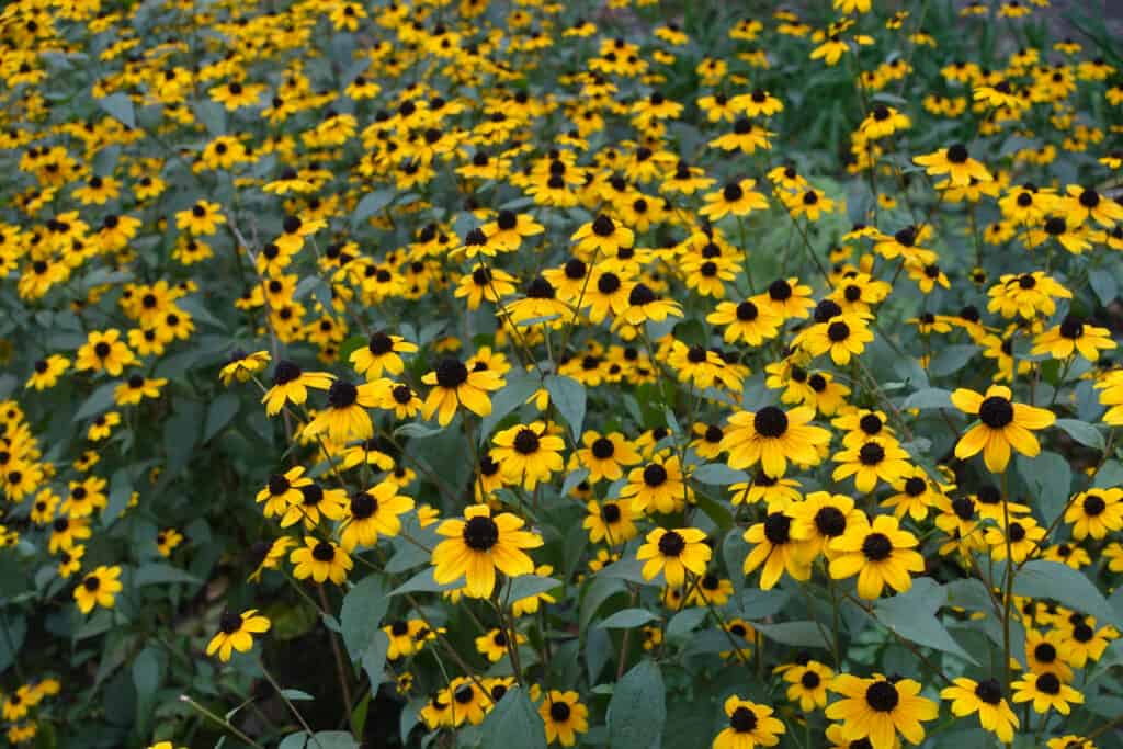 Susans dagli occhi marroni (rudbeckia triloba) che crescono in un campo
