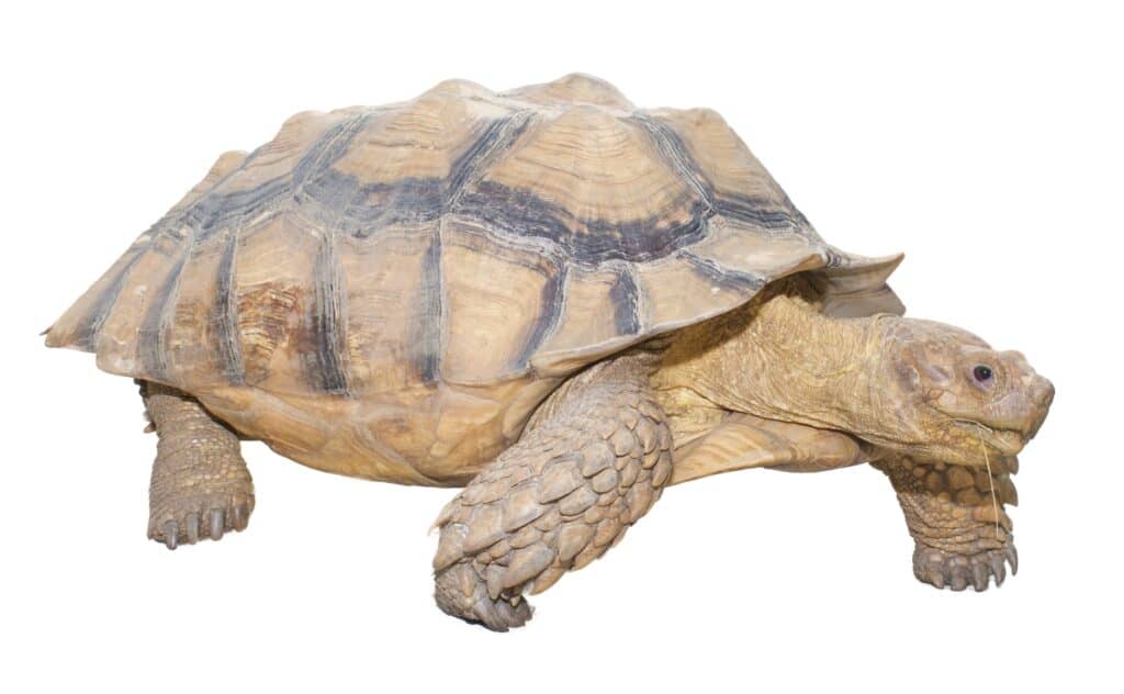 Tartaruga sulcata maschio