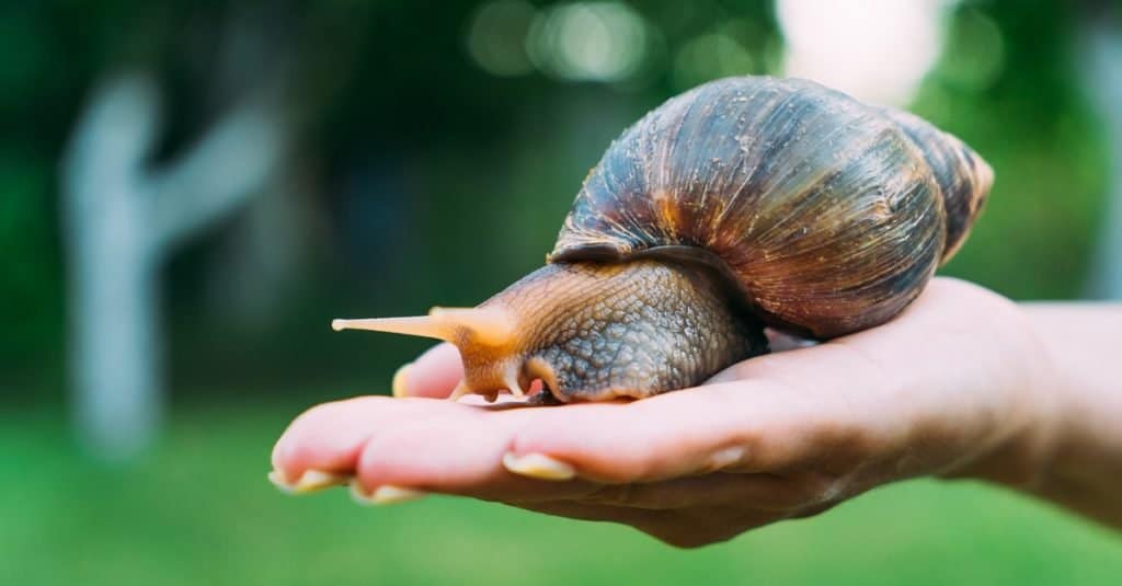Lumache da compagnia: come mantenere le lumache sane e felici