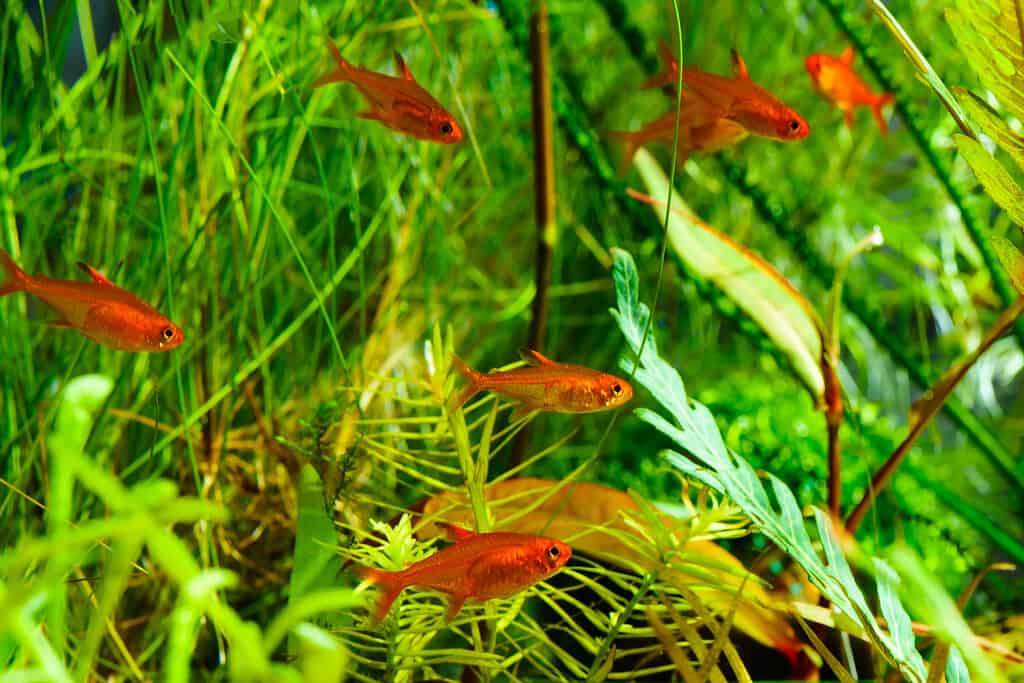 Tetra umana