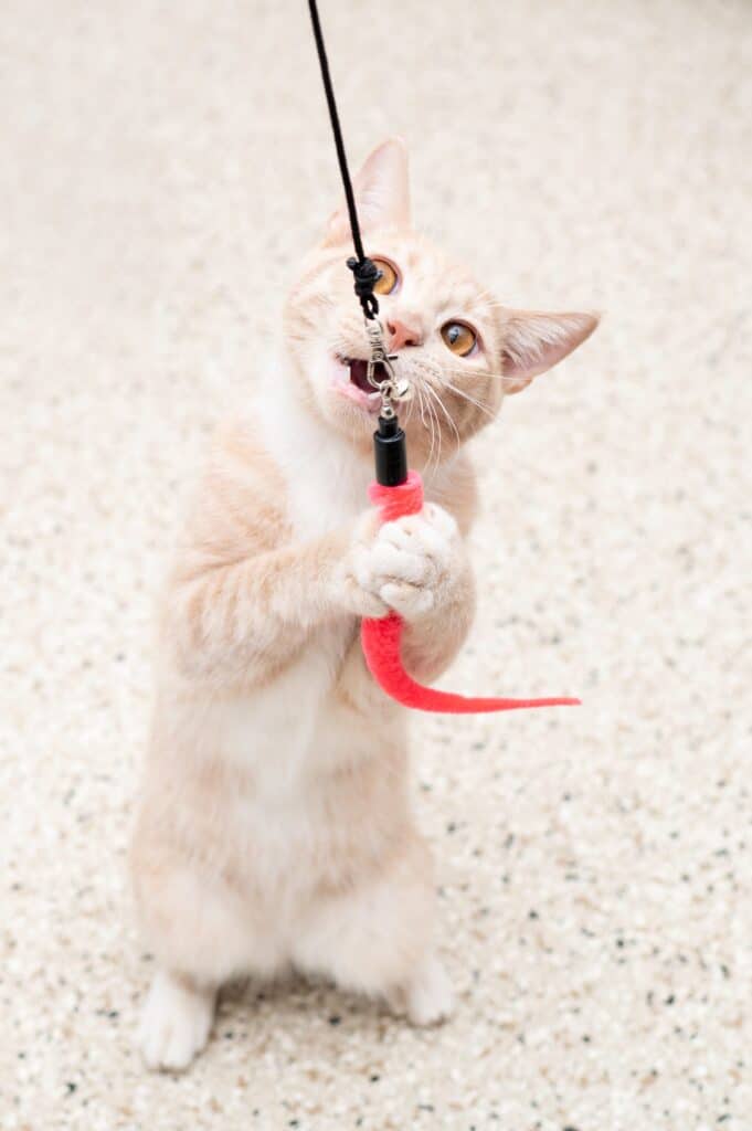 Gatto arancione che gioca