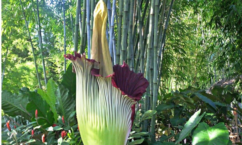 titan arum in fiore