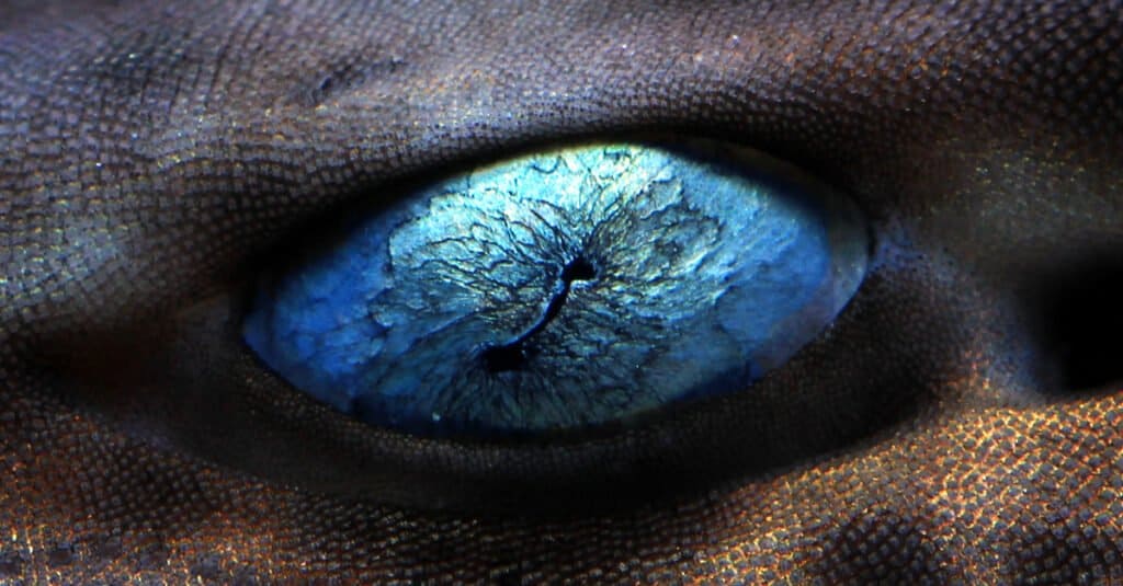 Palpebre di squalo - Primo piano di Shark Eye