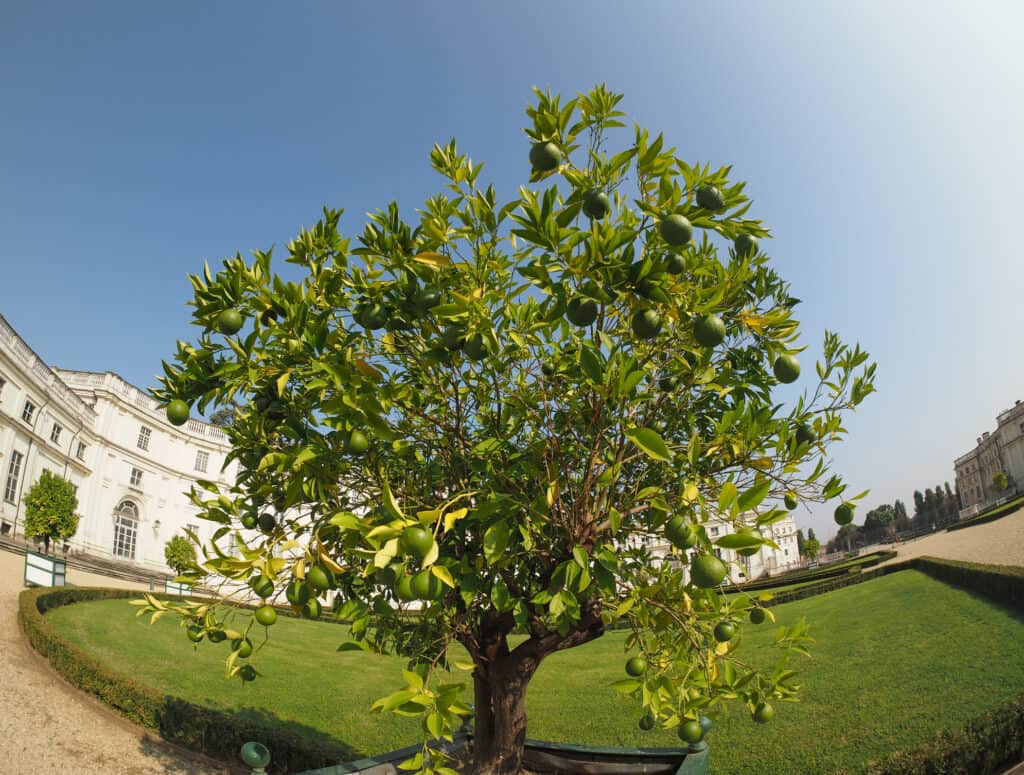 Citrus x latifolia Tiglio persiano