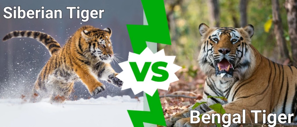 tigre siberiana contro tigre del bengala