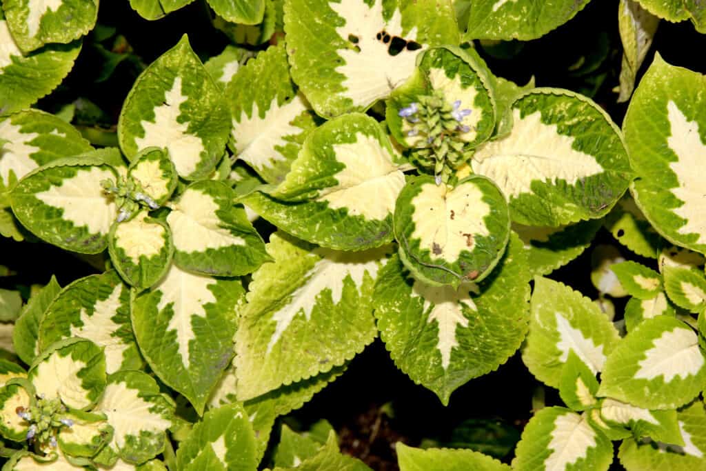 mago giada coleus