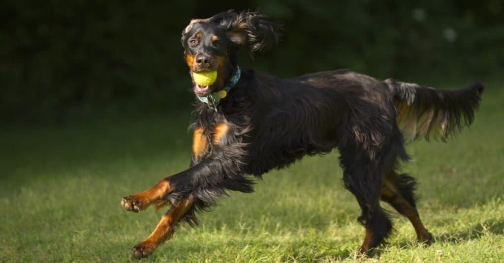 Tipi di cani Setter - Gordon Setter