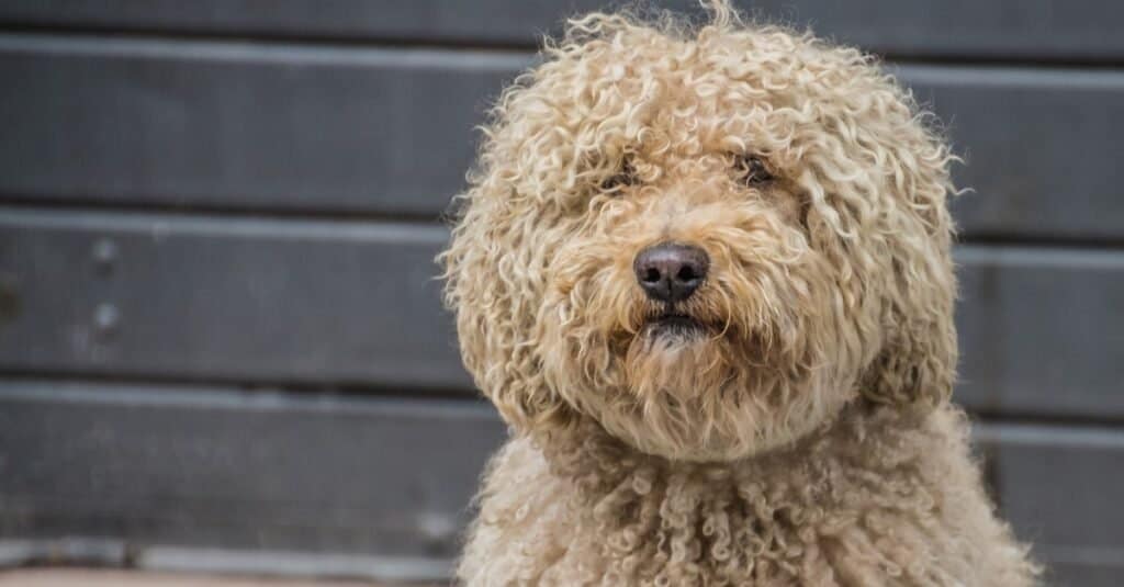 Tipi di cani da acqua - Barbet