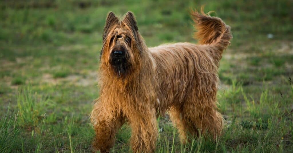   Briard cane da pastore