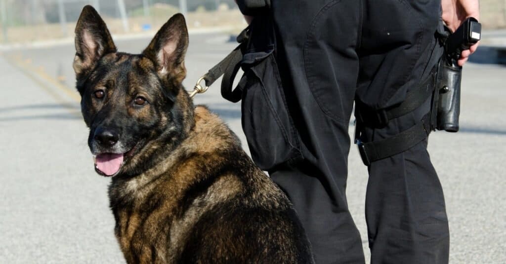 Tipi di cani poliziotto
