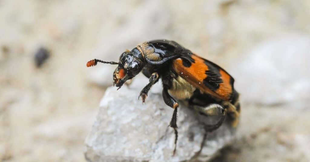 Tipi di coleotteri - scarabeo carogne