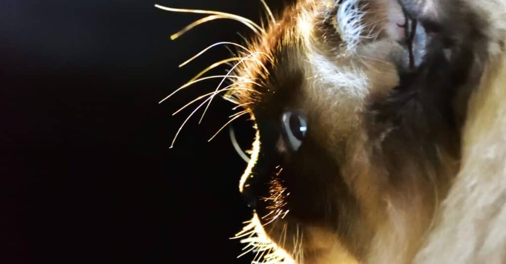 close-up-cioccolato-punto-ragdoll-cat-vista-laterale
