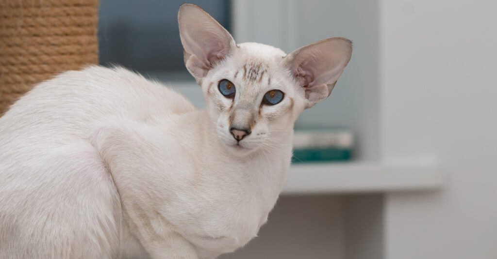 Gatti siamesi - Gatto siamese a cuneo moderno