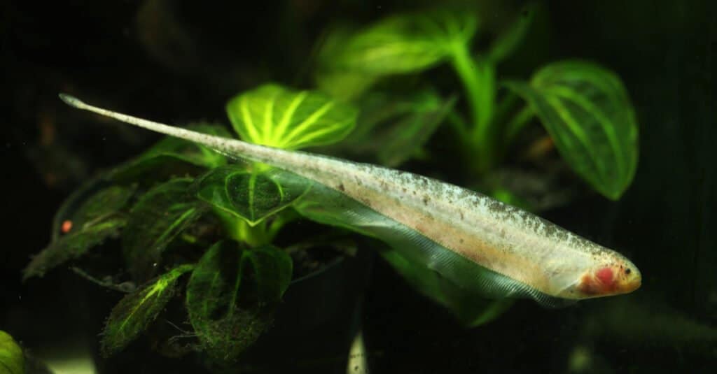 Pesce elettrico - Knifefish 