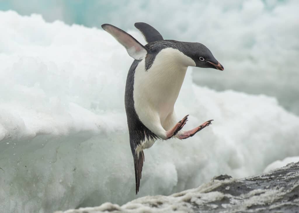 Un pinguino di Adelia che salta giù da una piattaforma di ghiaccio, a metà strada verso l'acqua con le pinne estese dietro e le zampe divaricate davanti.