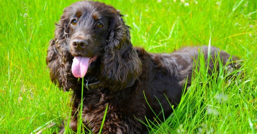 Tipi di cani da acqua - Irish Water Spaniel