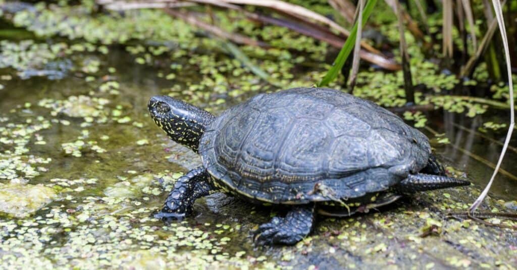Tipi di testuggini palustre - European Pond Terrapin