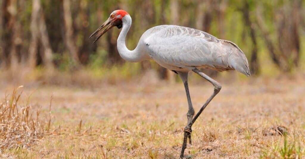 Tipi di uccelli gru - Brolga