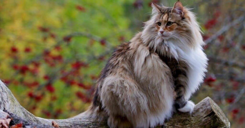 Gatti più alti - Gatto delle foreste norvegesi