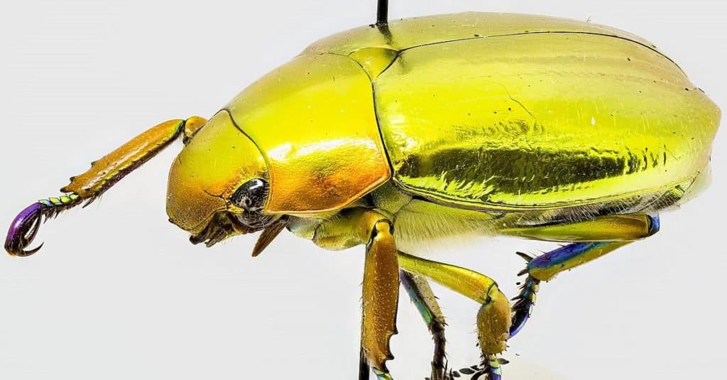 Incredibili animali della foresta pluviale Chrysina aurigans