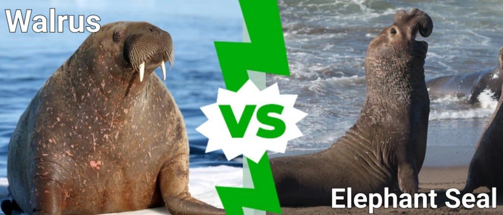 tricheco vs elefante marino