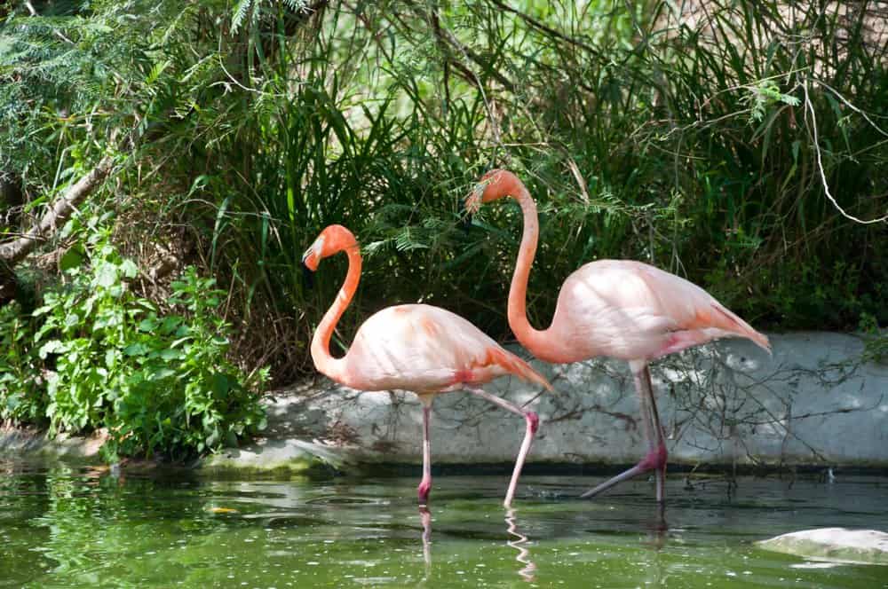 Due fenicotteri che camminano in uno specchio d'acqua con erbe verdi e piante sullo sfondo.