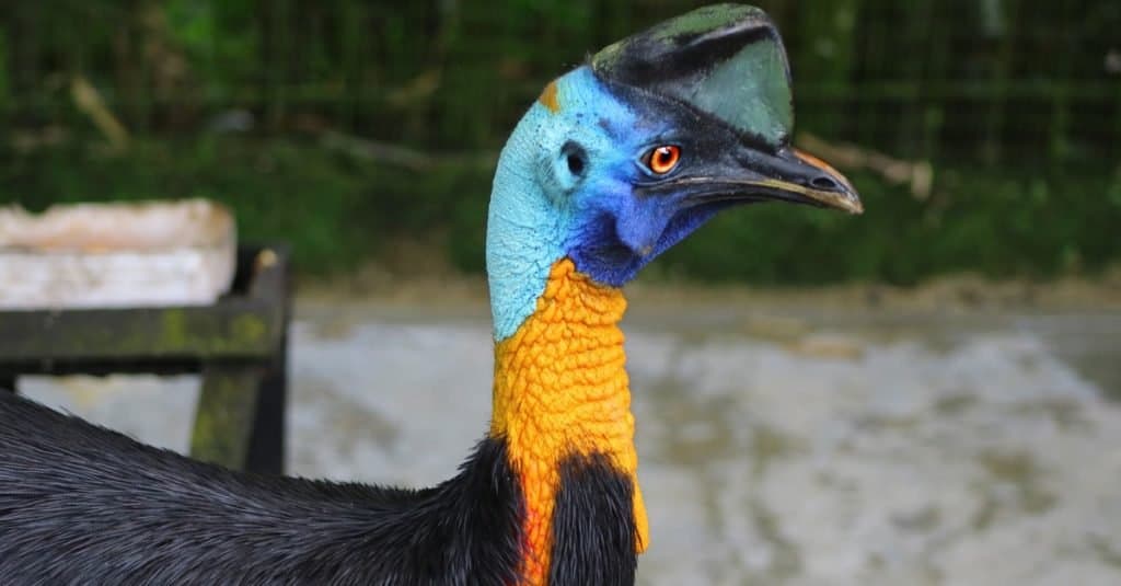 Sono Uccelli Cassowaries - Casuario Meridionale, Primo Piano Uccello Casuario A Doppia Acacia.  Taman contenuto la collina Sibolangit, Indonesia.
