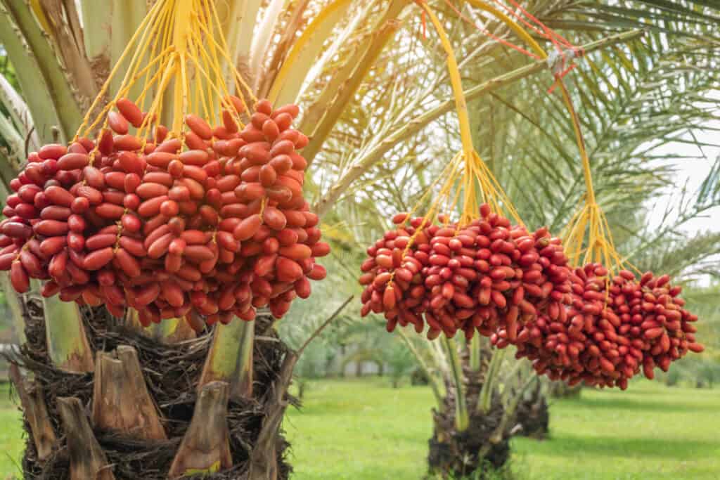 Frutta delle palme da datteri
