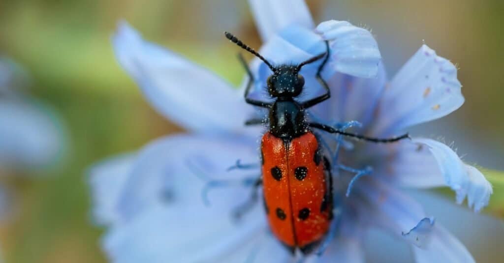 Una lumaca è un insetto, un insetto o qualcos'altro?
