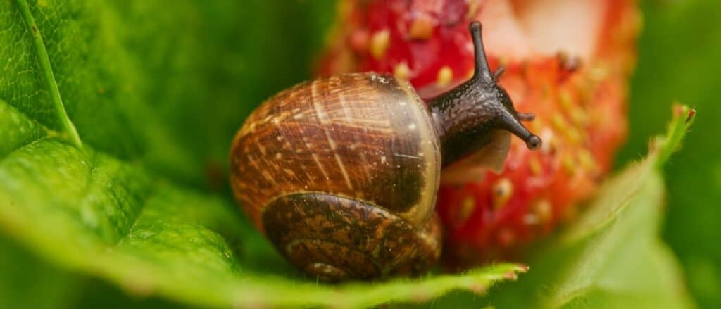 Una lumaca senza guscio è solo una lumaca?