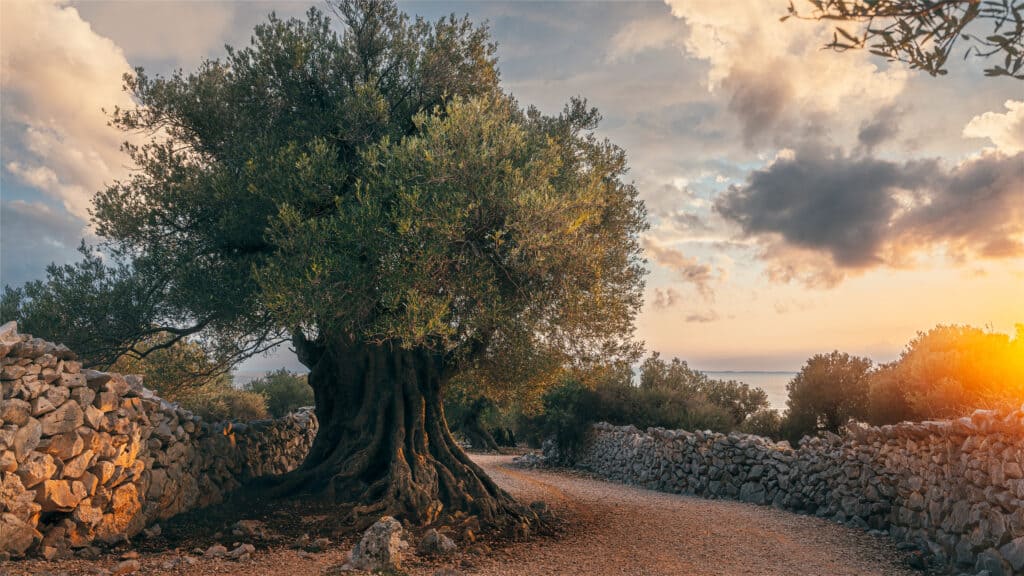 Un antico ulivo negli Olive Gardens di Lun sull'isola di Pag, Croazia L'albero ha un tronco massiccio sormontato da una sfera di foglie verde salvia su un sentiero di ghiaia sullo sfondo di antichi muri di pietra un lontano specchio d'acqua e un cielo scuro con nuvole.