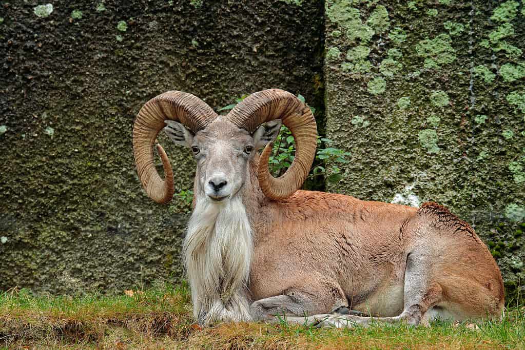 Urial sdraiato