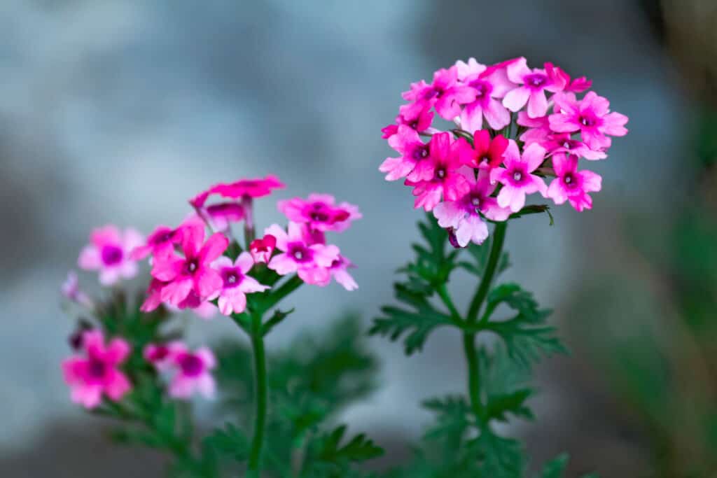 I fiori di verbena si chiudono