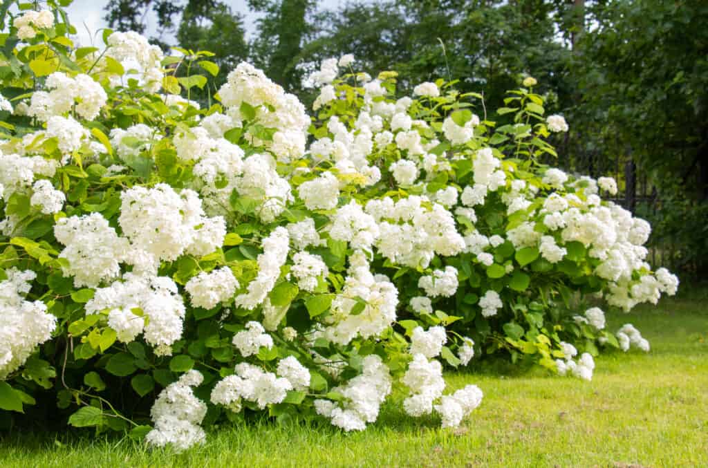 arbusti di ortensie bianche