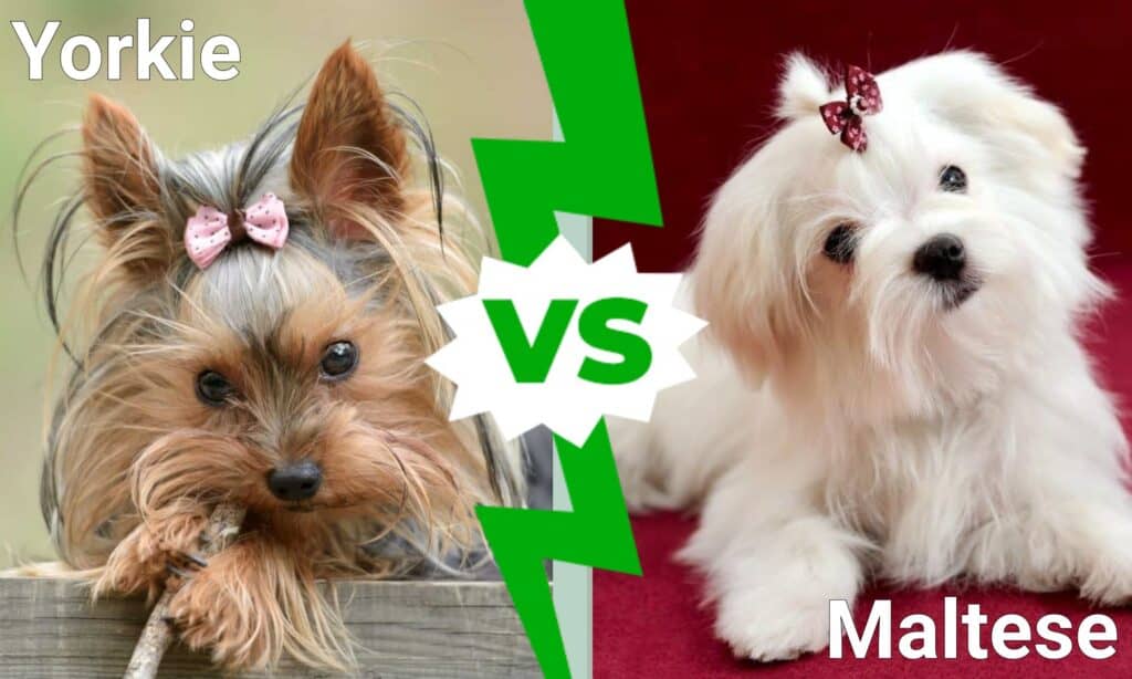 Yorkie contro Maltese