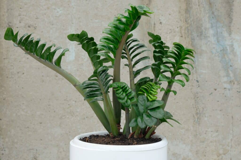Una pianta d'appartamento. Zamiokulkas Zenzi, una specie nana. La pianta tropicale si trova in un vaso bianco di forma rotonda contro un muro di cemento grigio.