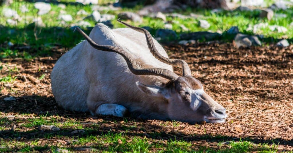 Addax dorme