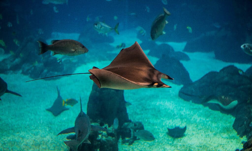 Mobula mobile