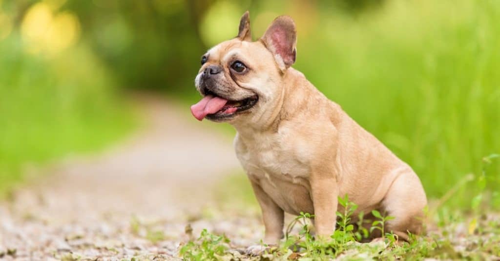 Bulldog francese seduto nel parco