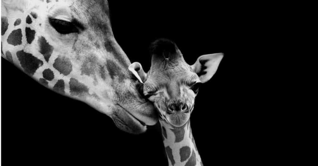 giraffa del bambino - primo piano della giraffa del bambino e della madre