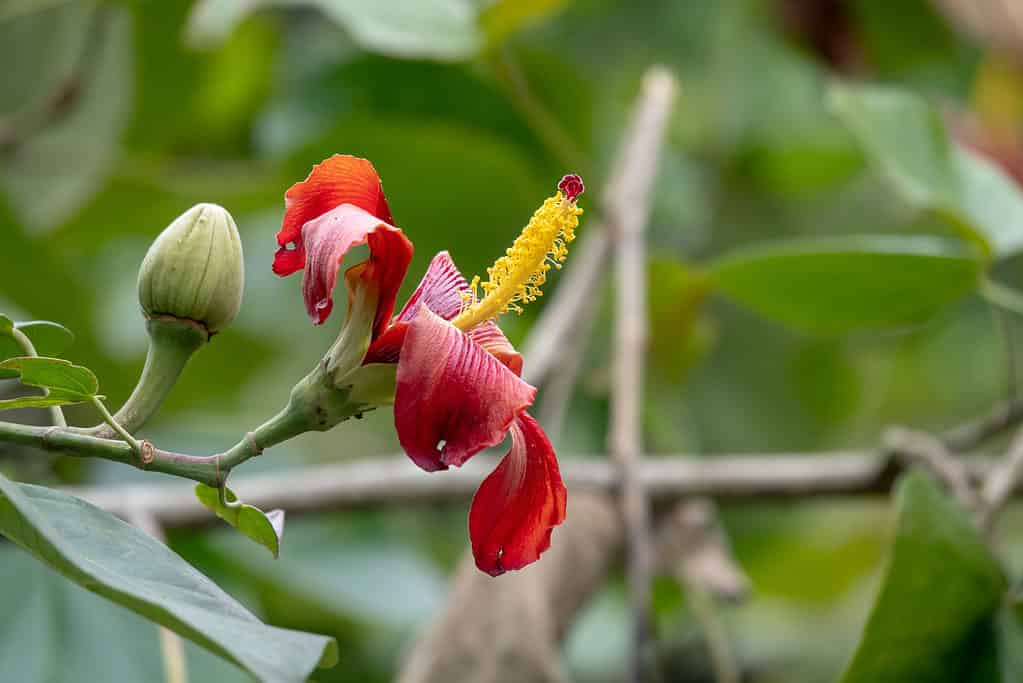 Talipariti elatum, il mahoe blu, è una specie di albero da fiore della famiglia delle malva, Malvaceae.