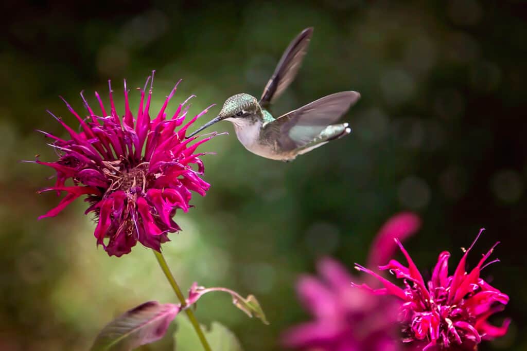Colibrì che beve nettare da un fiore rosso brillante della pianta del balsamo dell'ape