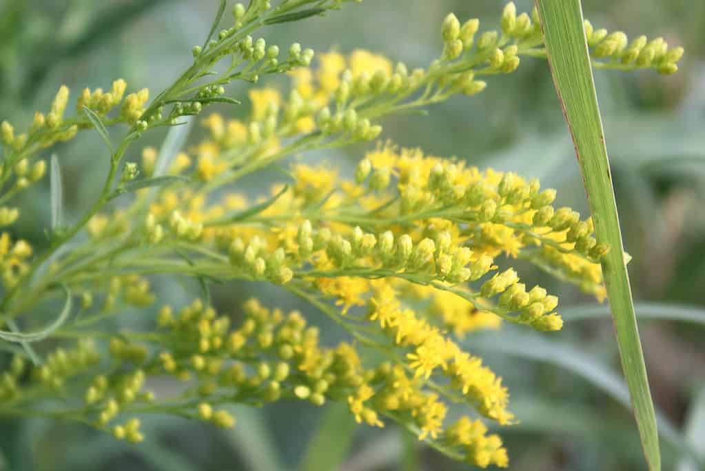 Verga d'oro del Missouri