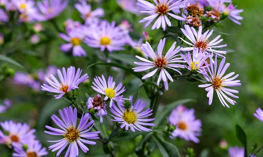 Aster laevis