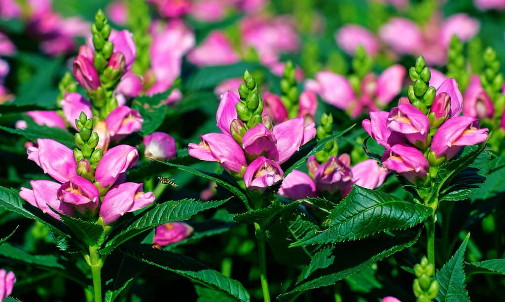 testa di tartaruga rosa (Chelone obliqua)