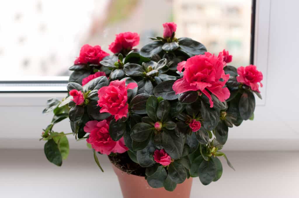 Azalee che fioriscono in vaso di fiori