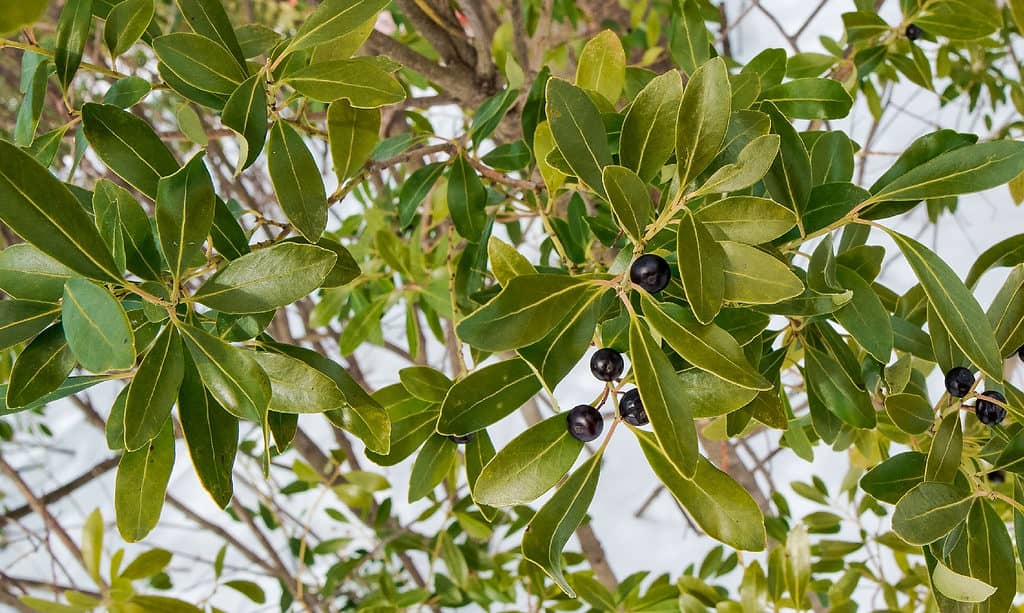 Ilex glabra (baccainchiostro)