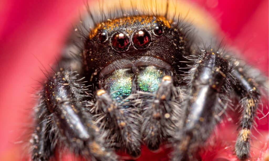 Apache Jumping Spider - primo piano