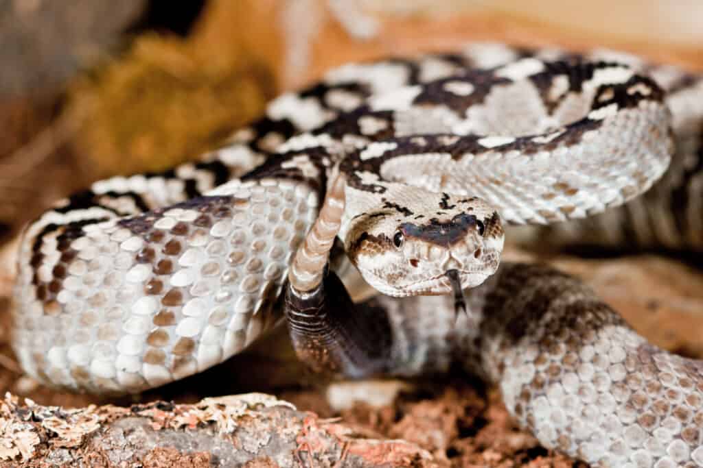 Serpente a sonagli dalla coda nera settentrionale