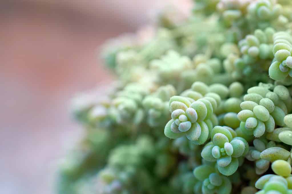 Sedum dasyphyllum (Sedum corso) macro in una serra succulenta del giardino botanico